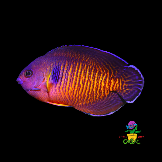 Coral Beauty Angelfish (Centropyge bispinosus)
