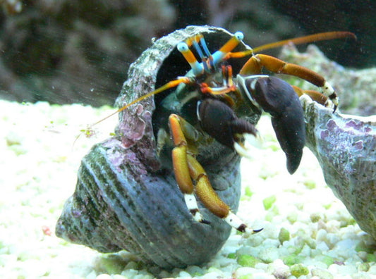 Dwarf Zebra/Orange & Black Hermit Crab (Calcinus laevimanus)