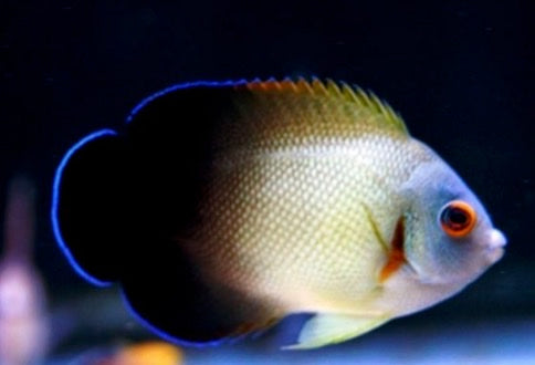 Colorful fish with a black background