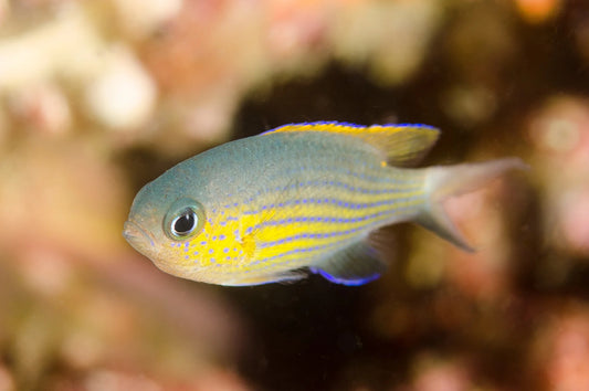 Vanderbilt Chromis (Chromis vanderbilti)