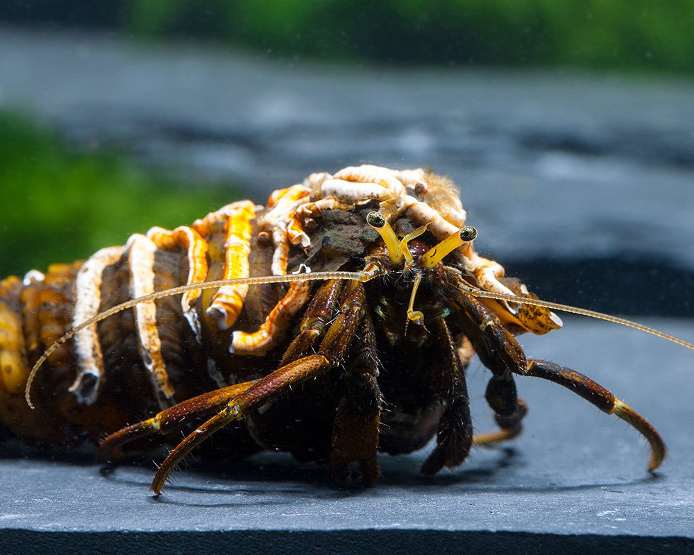 African Hermit Crab (Clibanarius africanus)