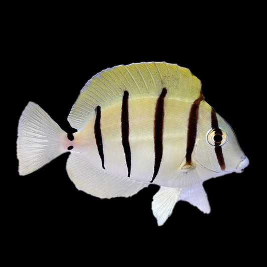 Convict Tang (Acanthurus triostegus)