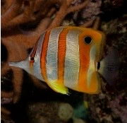 Colorful fish with a striped pattern in an aquarium setting