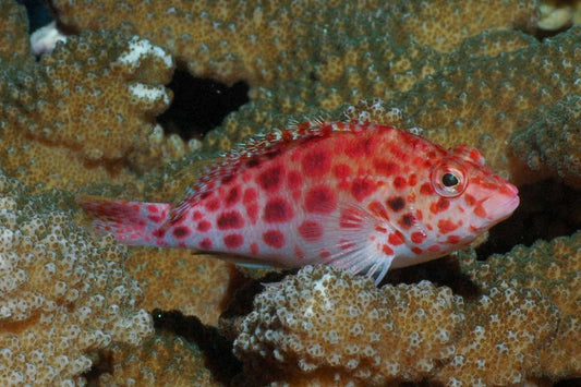 Coral (Pixy) Hawkfish (Cirrhitichthys oxycephalus)