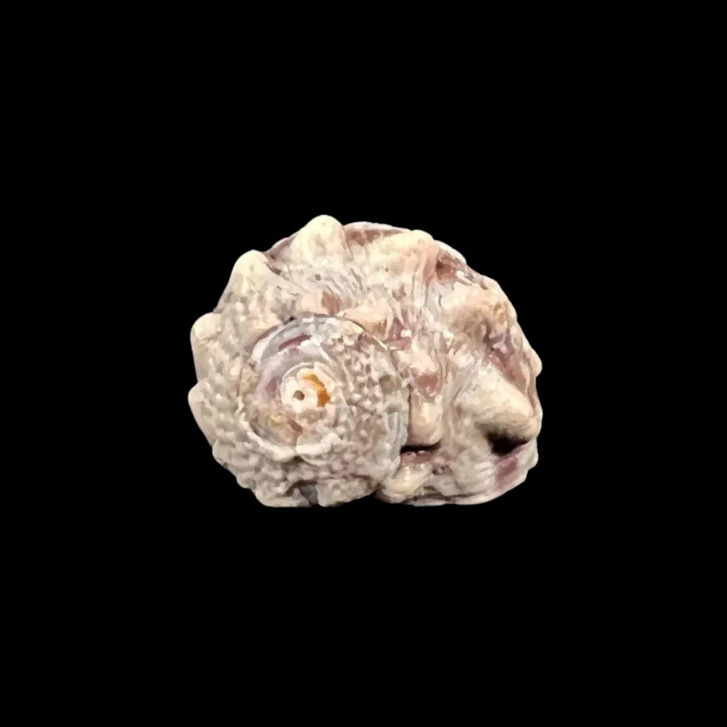 Crowned Turban Snail (Lunella coronata)