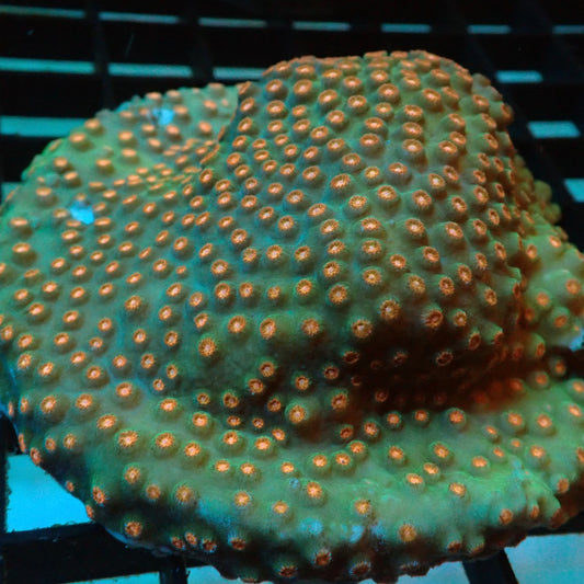 Green Cyphastrea Coral