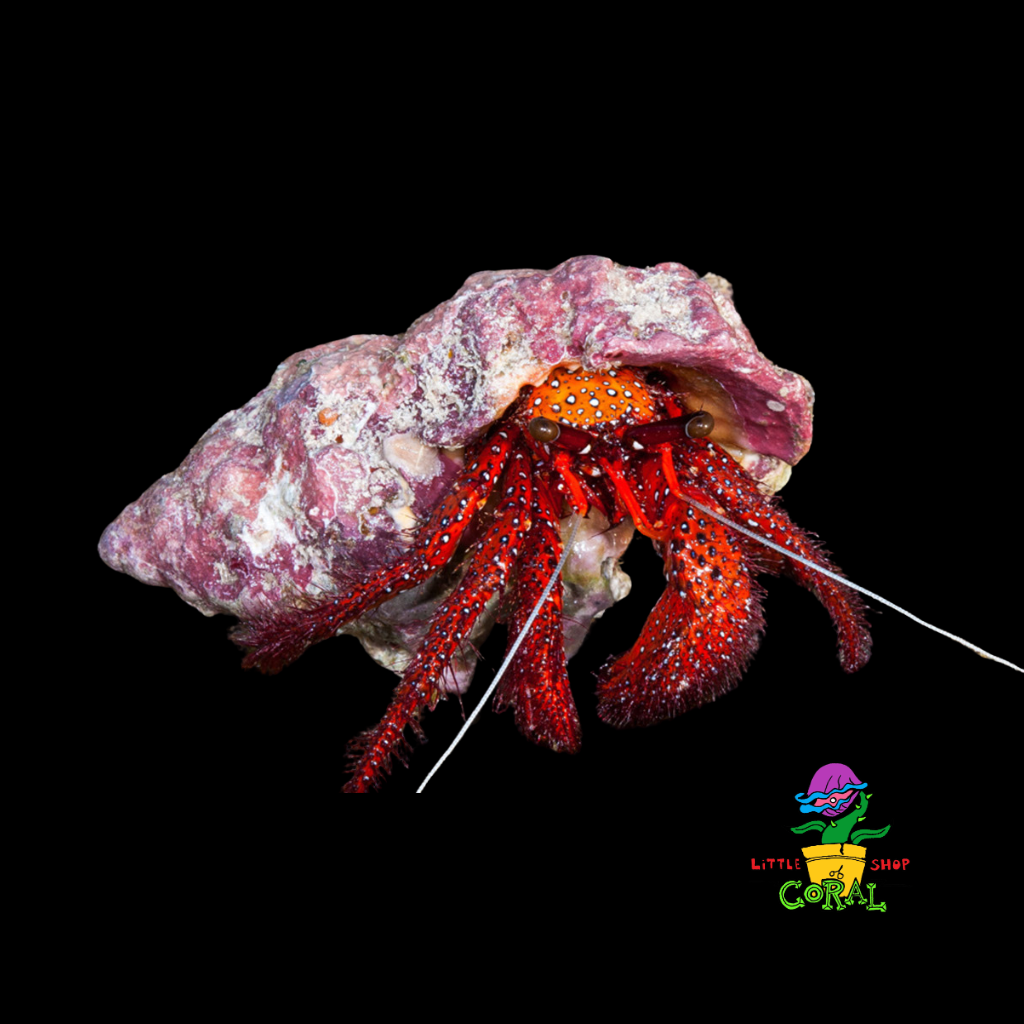 Hairy Hermit Crab (Dardanus megistos)