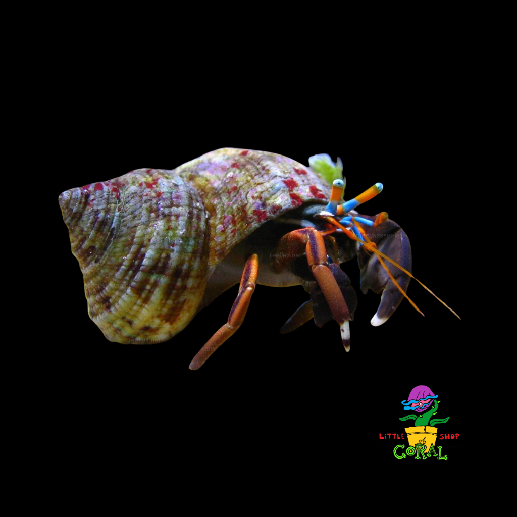 Blue Eye Hermit Crab (Calcinus laevimanus)