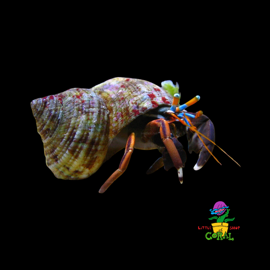 Blue Eye Hermit Crab (Calcinus laevimanus)
