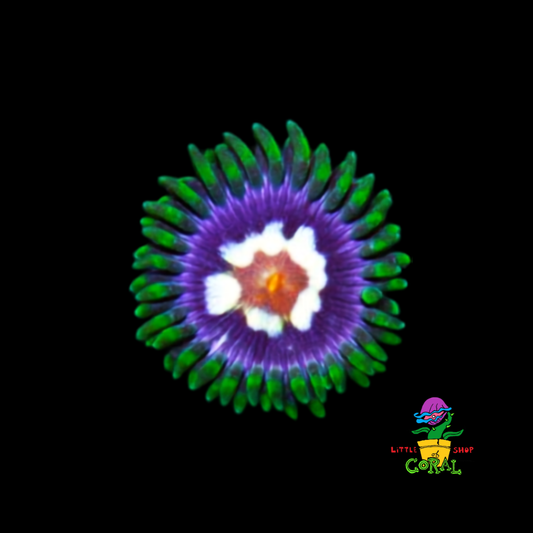 Daisy Cutter Zoanthids (Zoanthus sp.) (B24)