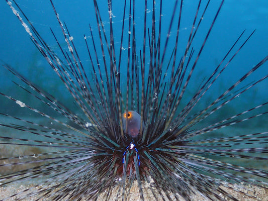 Long Spine Urchin (Diadema setosum)