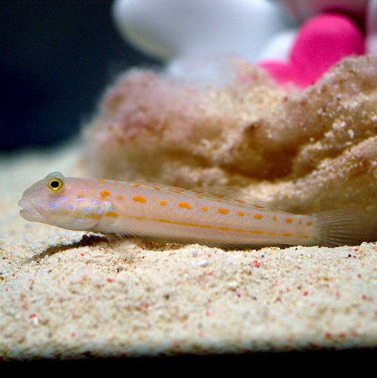Diamond Watchman Goby (Valenciennea puellaris)