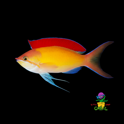 Dispar Anthias (Pseudanthias dispar)