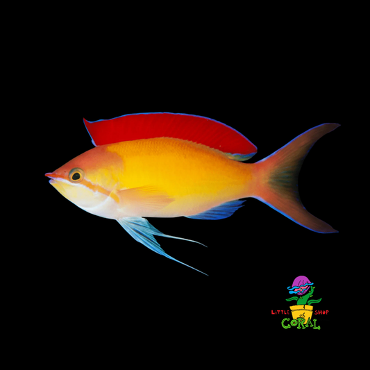 Dispar Anthias (Pseudanthias dispar)