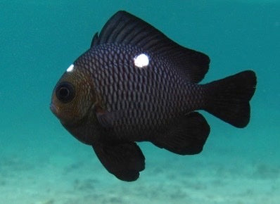 Black fish with white spots swimming in clear blue water