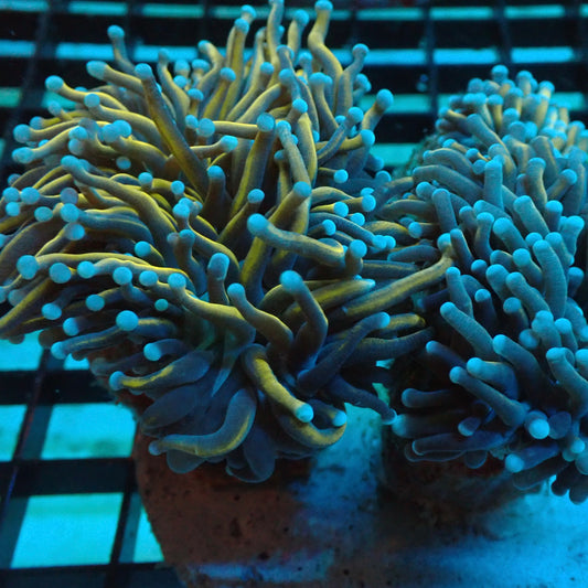 Dragon Soul Torch Coral (Euphyllia glabrescens)
