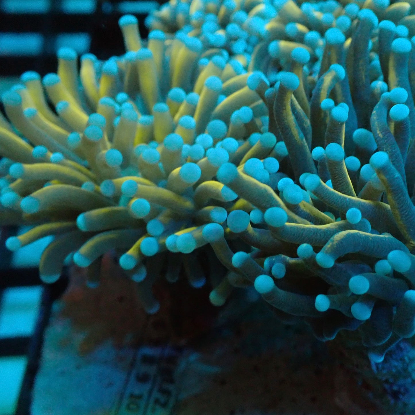 Dragon Soul Torch Coral (Euphyllia glabrescens)