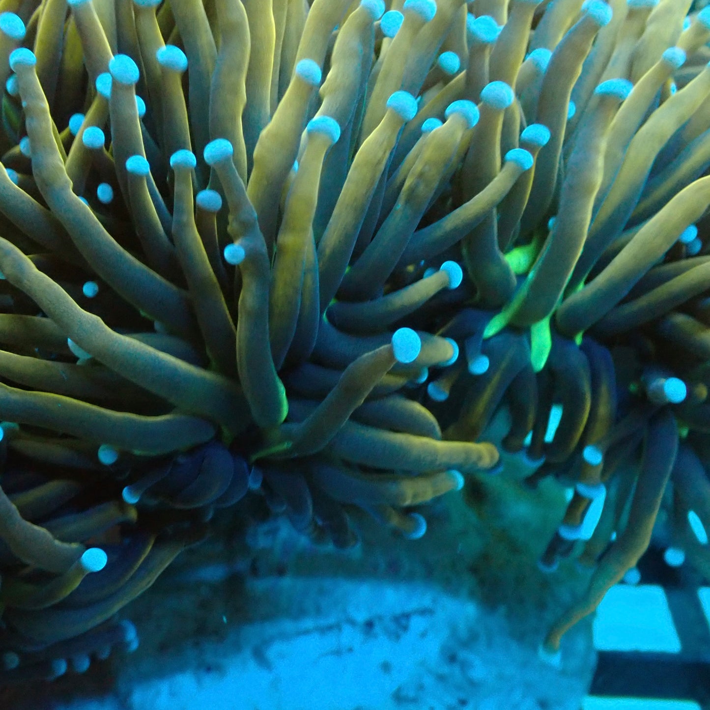 Dragon Soul Torch Coral (Euphyllia glabrescens)