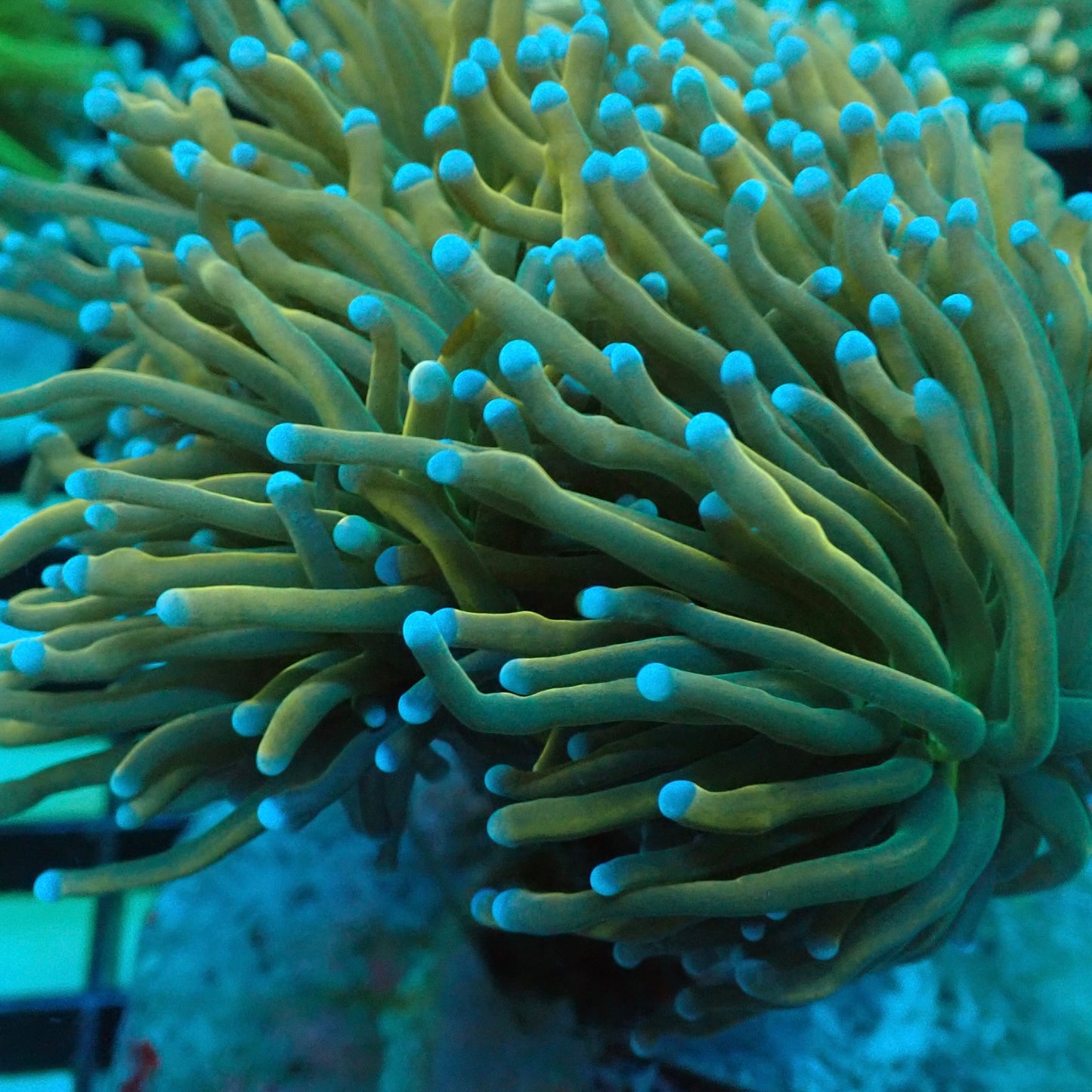 Dragon Soul Torch Coral (Euphyllia glabrescens)