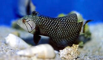 Fish with a textured pattern on a rocky underwater background