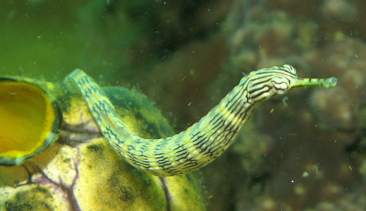 Dragonface Pipefish (Corythoichthys haematopterus)