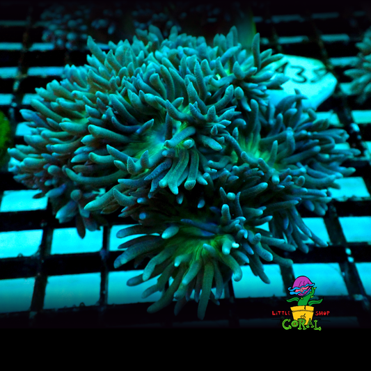 Duncan (Duncanopsammia axifuga) (A38)