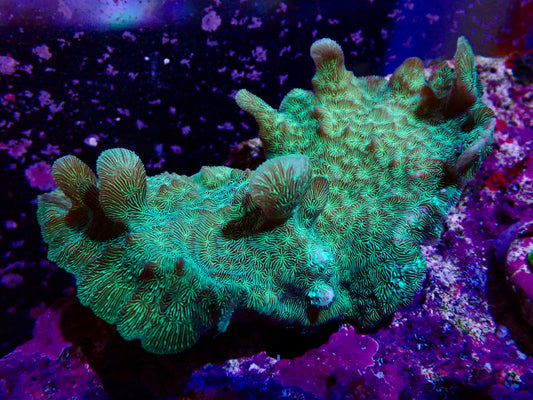 Cactus Coral