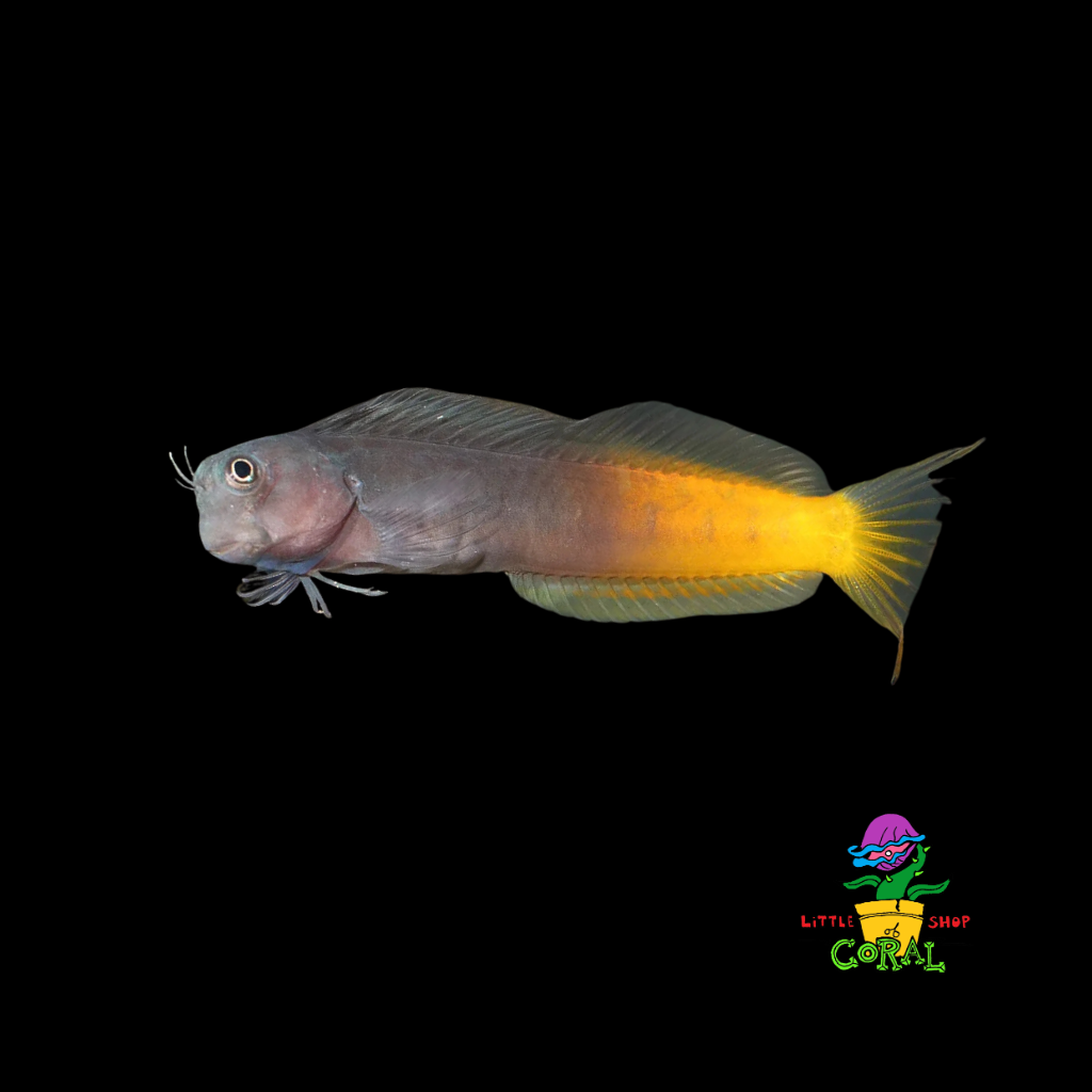 Bicolour Blenny (Ecsenius bicolor / Ecsenius pulcher)