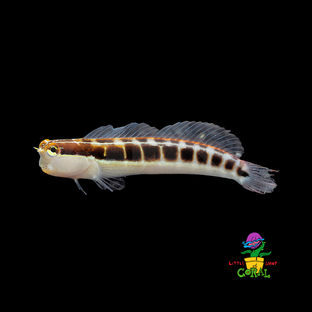 Lined Blenny (Ecsenius lineatus)