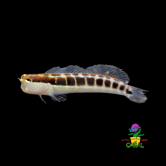Lined Blenny (Ecsenius lineatus)