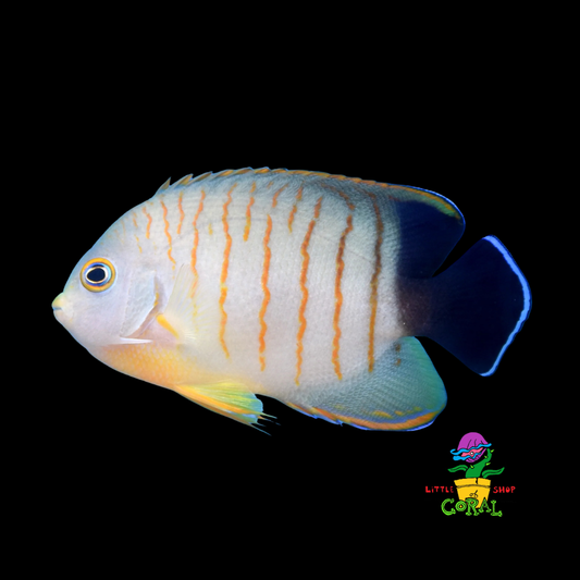 Eibli Angel (Centropyge eibli)