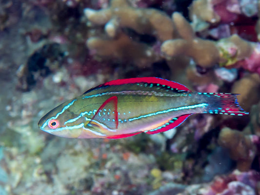 Exquisite Wrasse(Cirrhilabrus exquisitus)