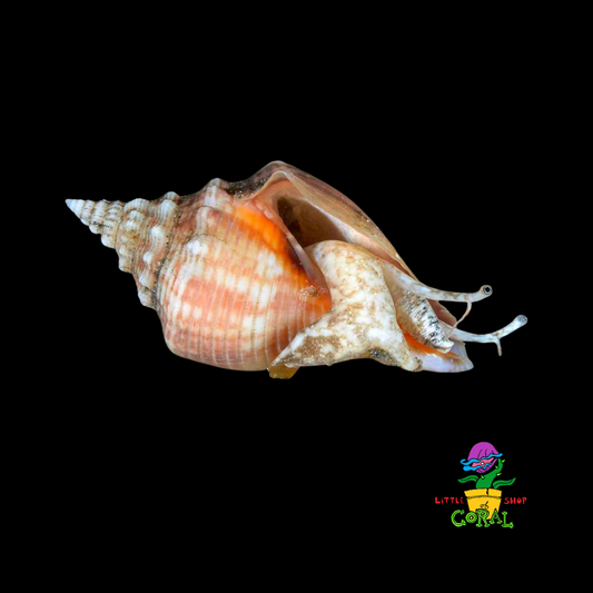 Fighting Conch (Strombus alatus)