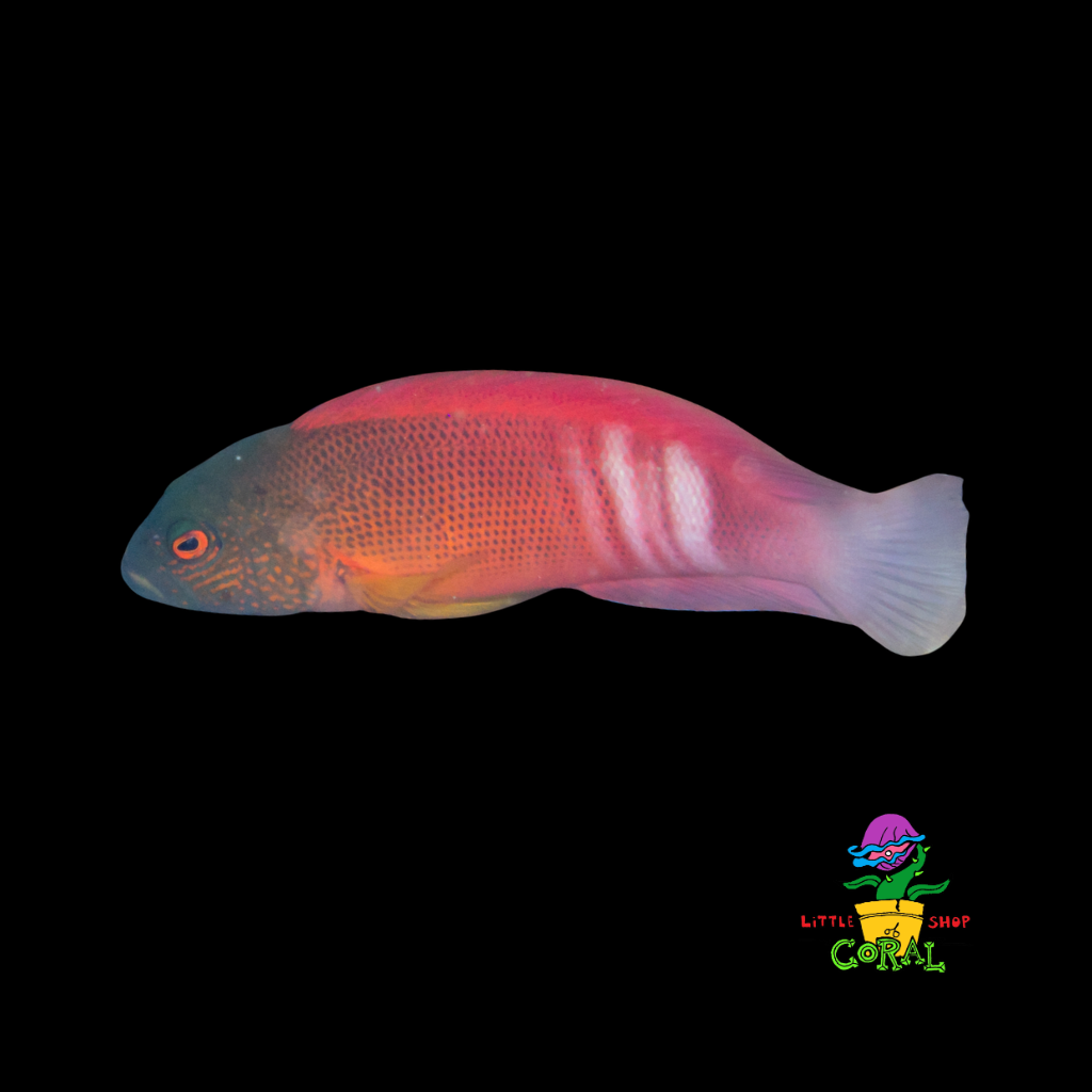 Firetail Dottyback (Labracinus cyclophthalmus)