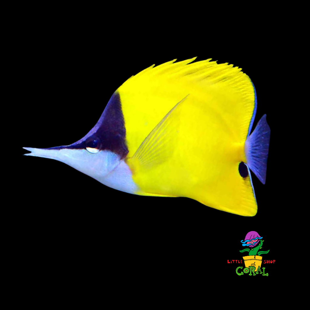 Longnose Butterflyfish (Forcipiger longirostris)