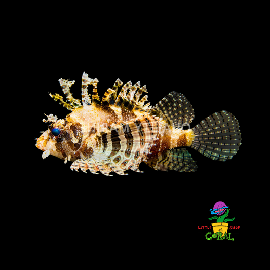 Fuzzy Dwarf Lionfish (Dendrochirus zebra)