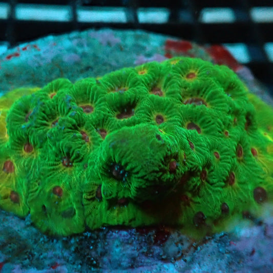 Green Fascination Favia