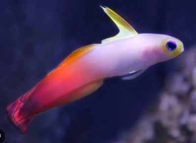 Colorful fish with a vibrant tail against a dark background