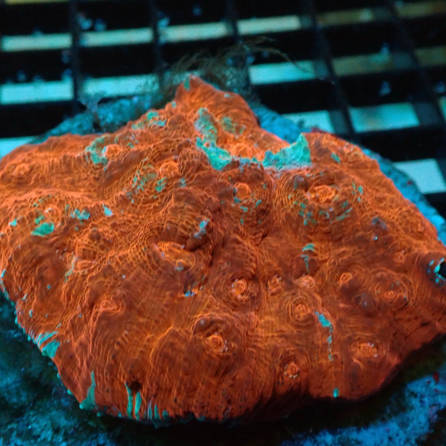 Flame Orange & Green Chalice Coral