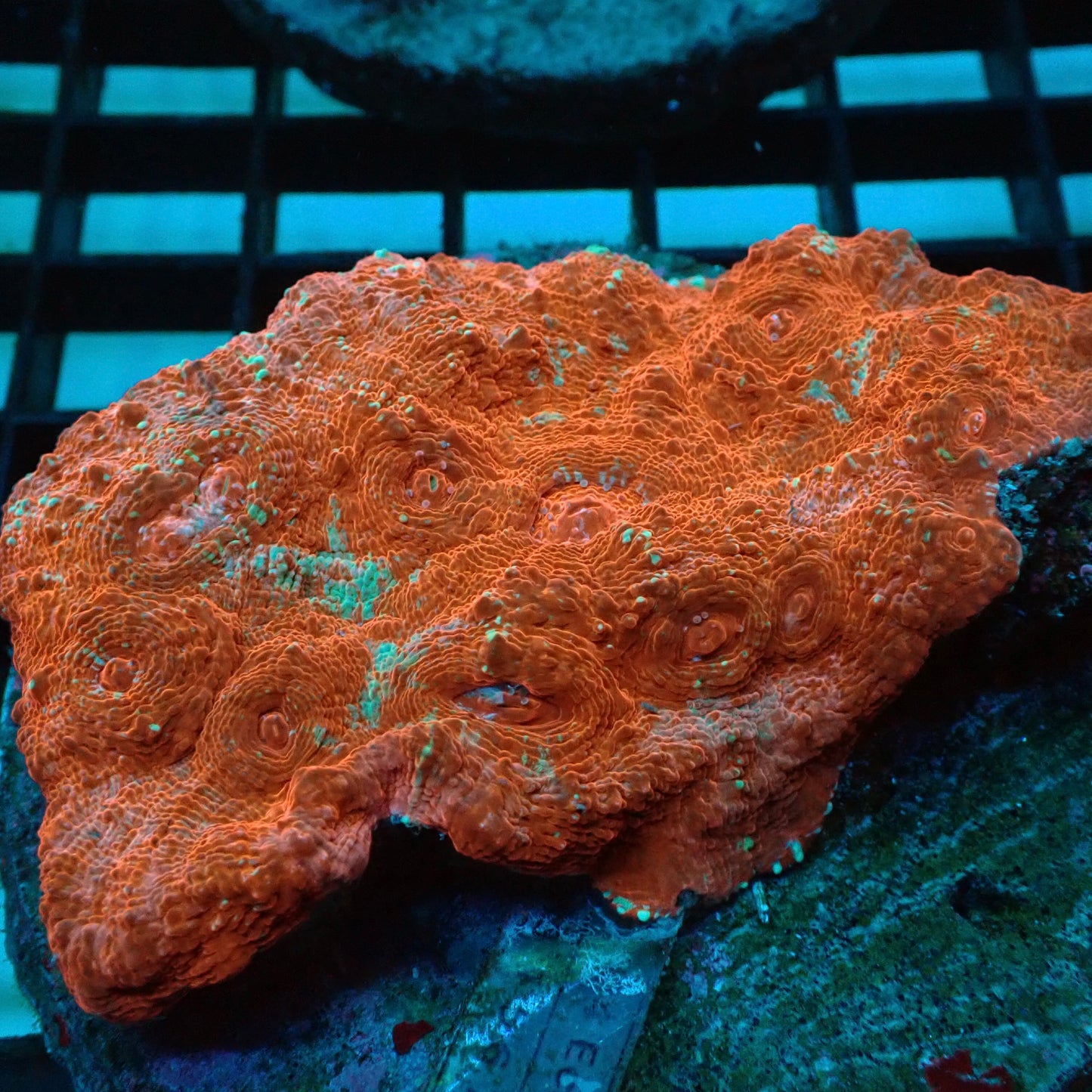 Flame Red & Green Chalice Coral