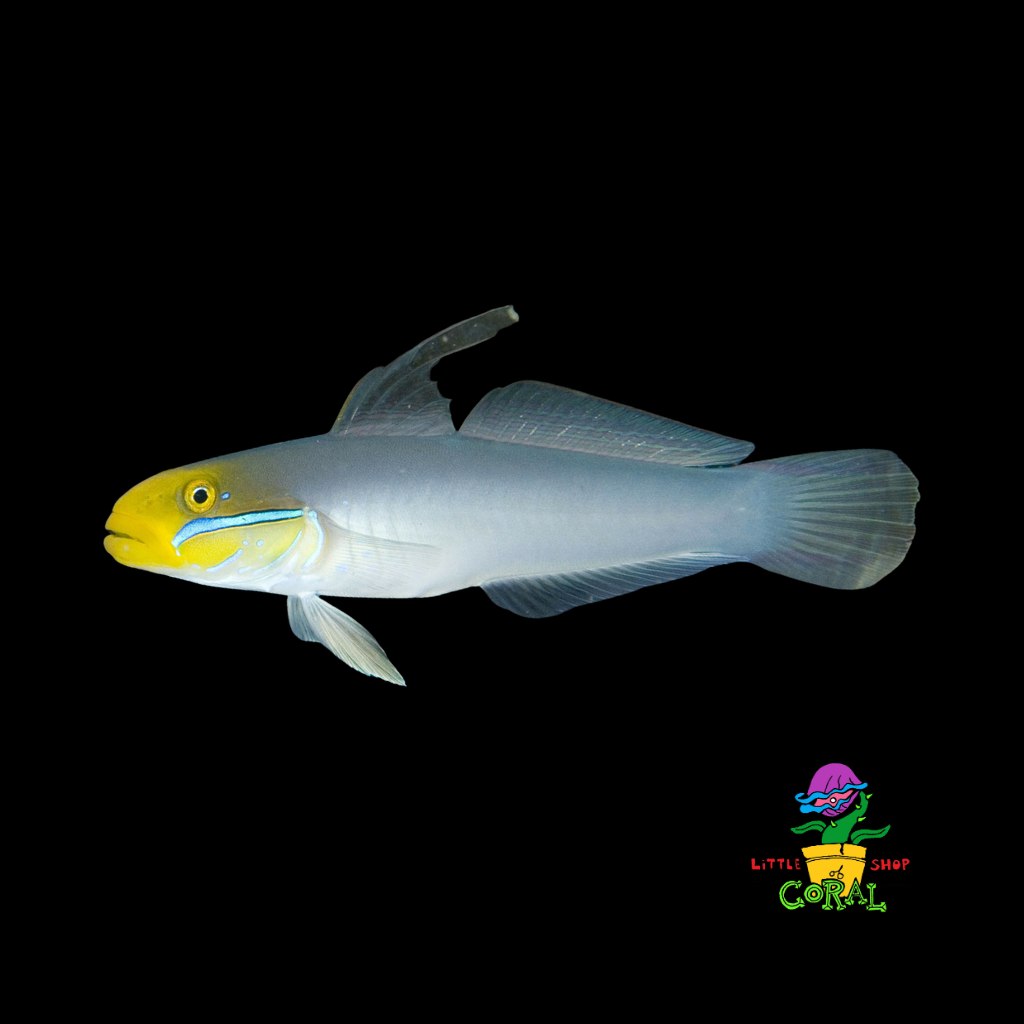 Golden Headed Sleeper Goby (Valenciennea strigata)