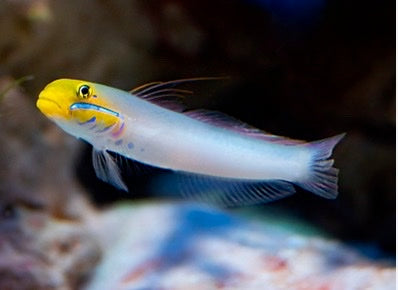 Small fish with a yellow head and blue eyes on a blurred background