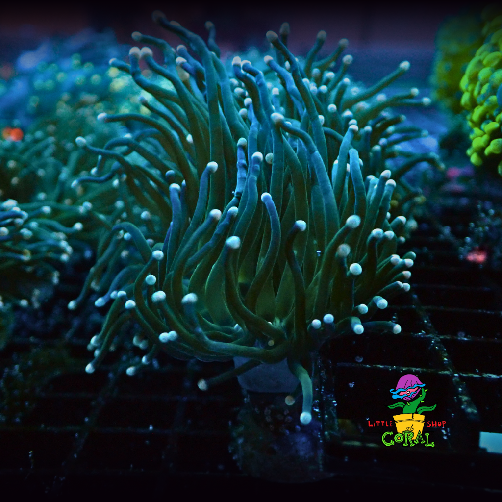 Pink Tip Green Torch (Euphyllia glabrescens) (A3)
