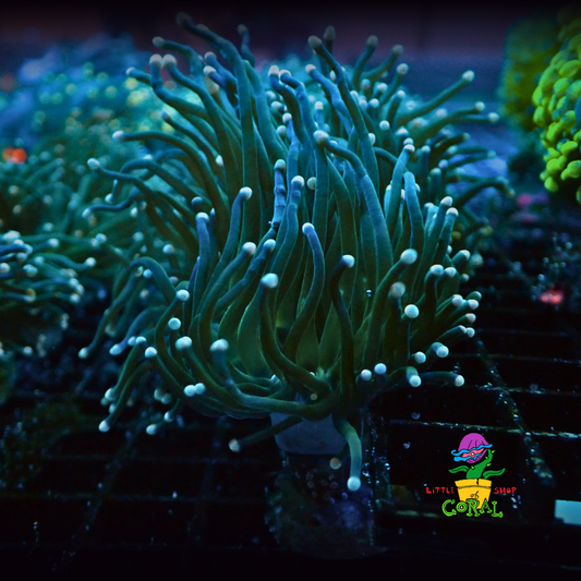 Pink Tip Green Torch (Euphyllia glabrescens) (A3)