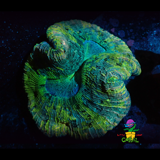 Green & Blue Rainbow Trachyphyllia (Trachyphyllia geoffroyi)
