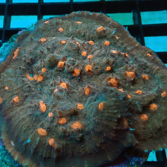 Green & Orange Cyphastrea Coral