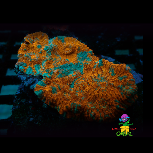 Colorful green and orange chalice coral with a dark background and 'Little Coral' logo.