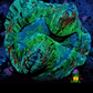 Green & Red Rainbow Trachyphyllia (Trachyphyllia geoffroyi)