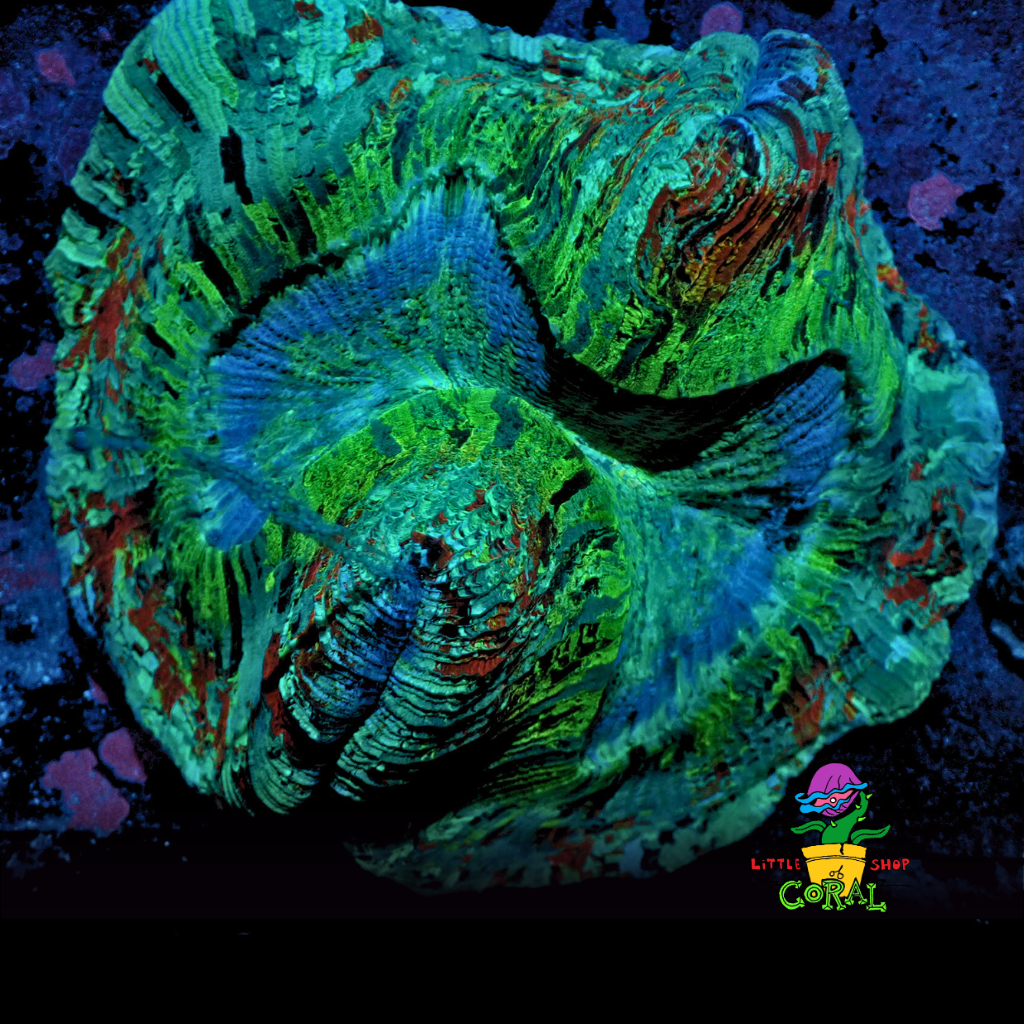 Green & Red Rainbow Trachyphyllia (Trachyphyllia geoffroyi)