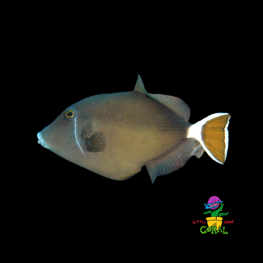 Half Moon Trigger (Sufflamen albicaudatus)